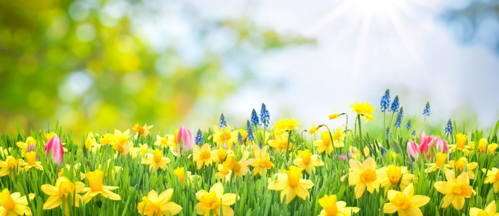 How to Bring Spring Indoors in 2023 | Zameen Blog