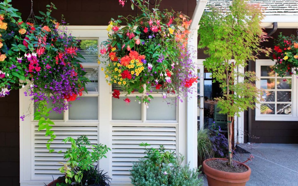 flowers hanging outside the window of a house