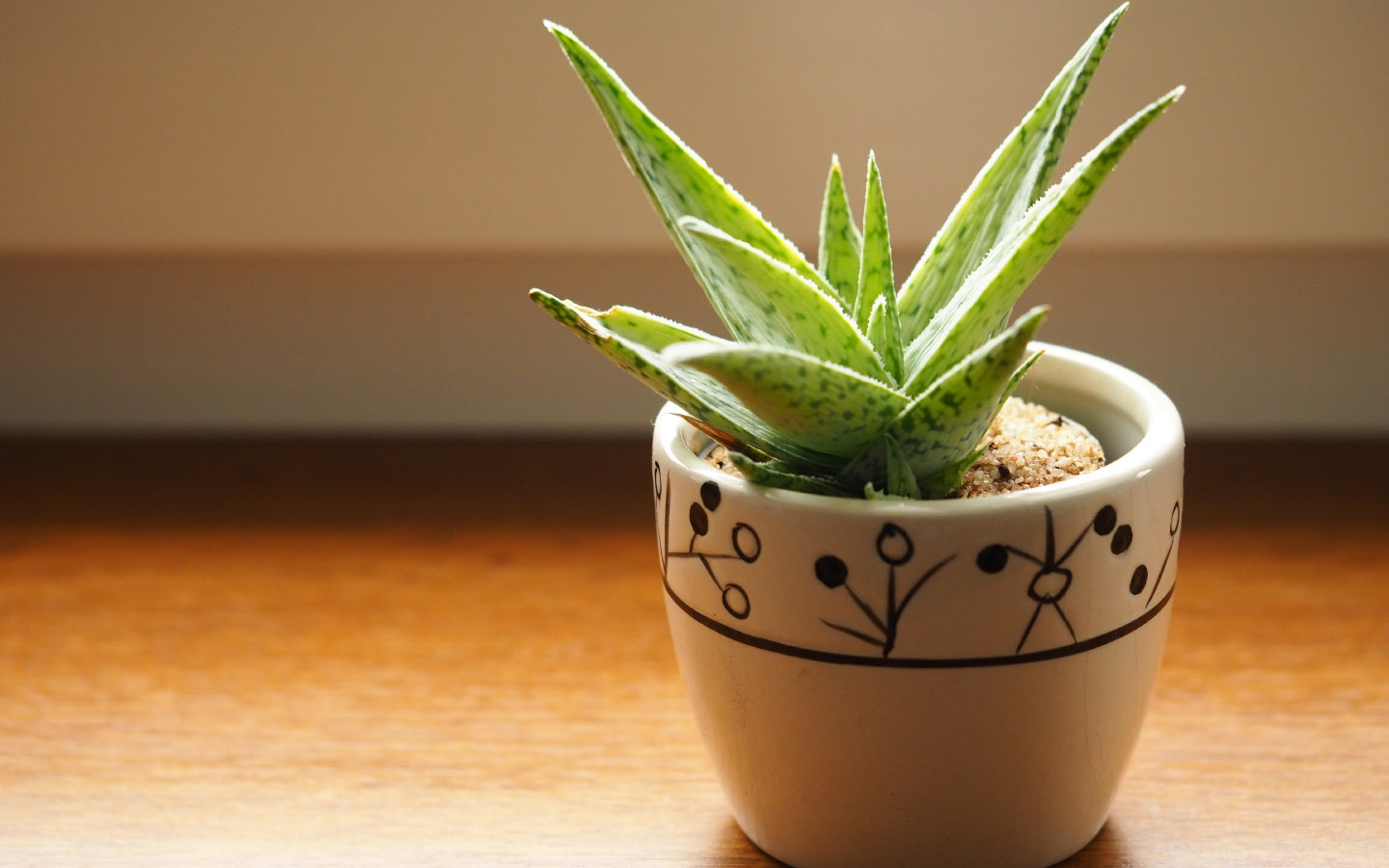 Best Indoor Plants in Pakistan For Your Homes Zameen Blog