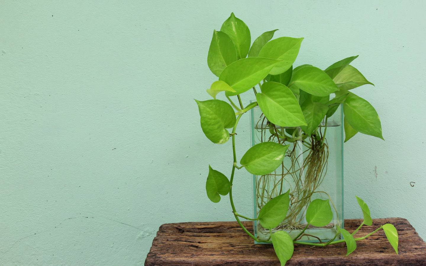 Best Indoor Plants in Pakistan For Your Homes Zameen Blog