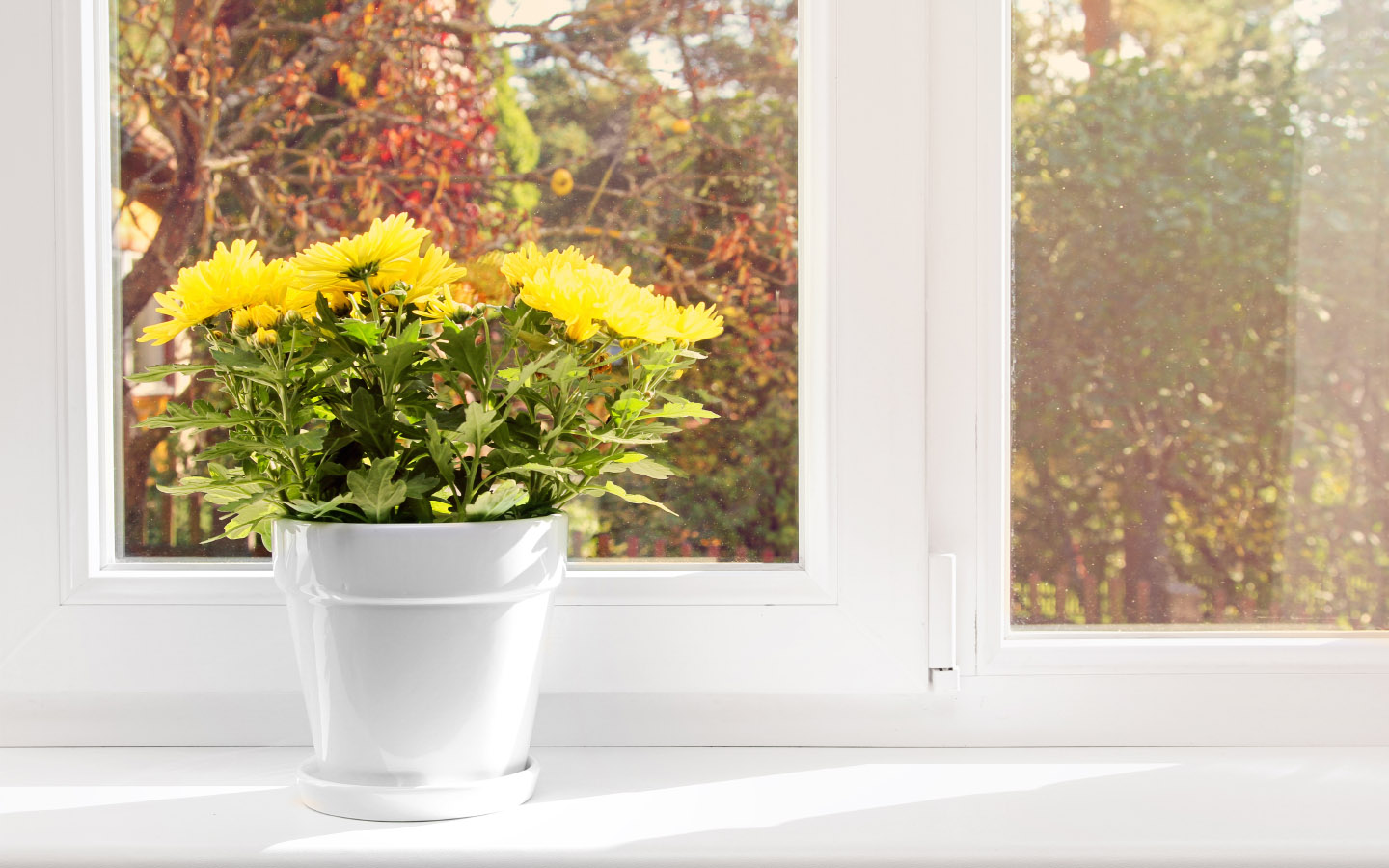 Best Indoor Plants in Pakistan For Your Homes Zameen Blog