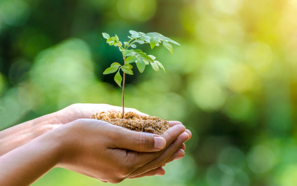 Plant a tree to fight climate change