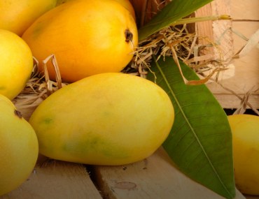 Mangoes in Pakistan