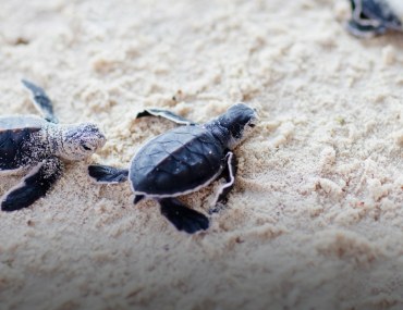 Turtle Beach in Karachi