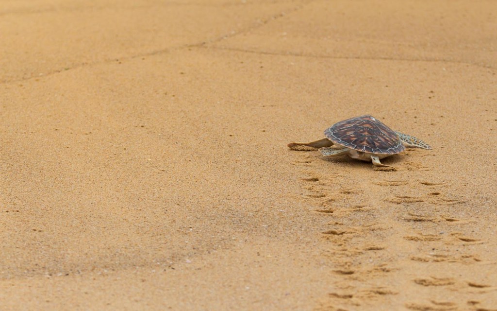 Turtle Beach in Karachi Activities, Rental Huts & More! Zameen Blog