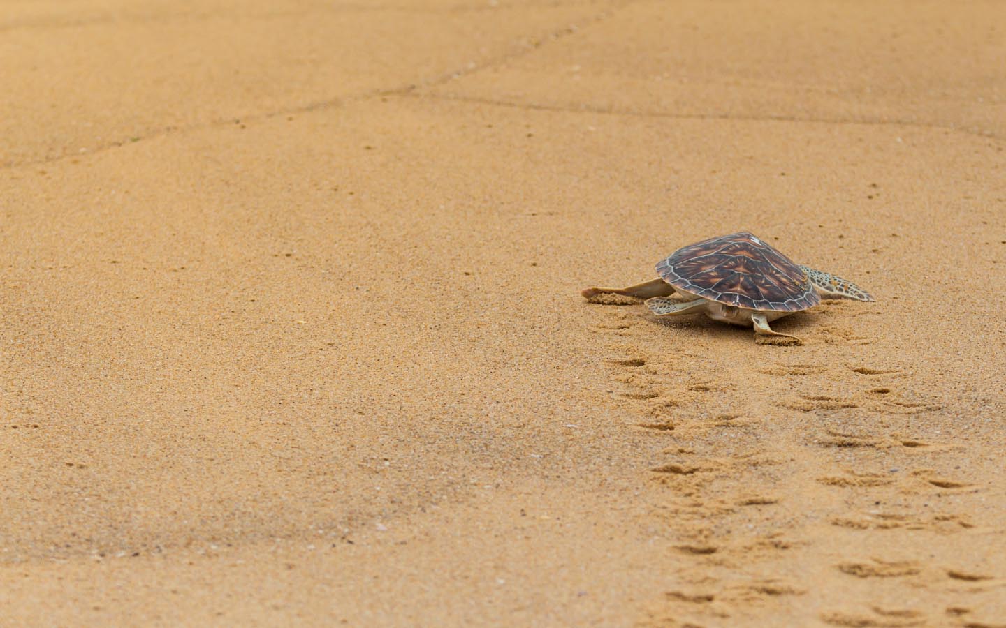 Turtle Beach in Karachi Activities, Rental Huts & More! Zameen Blog