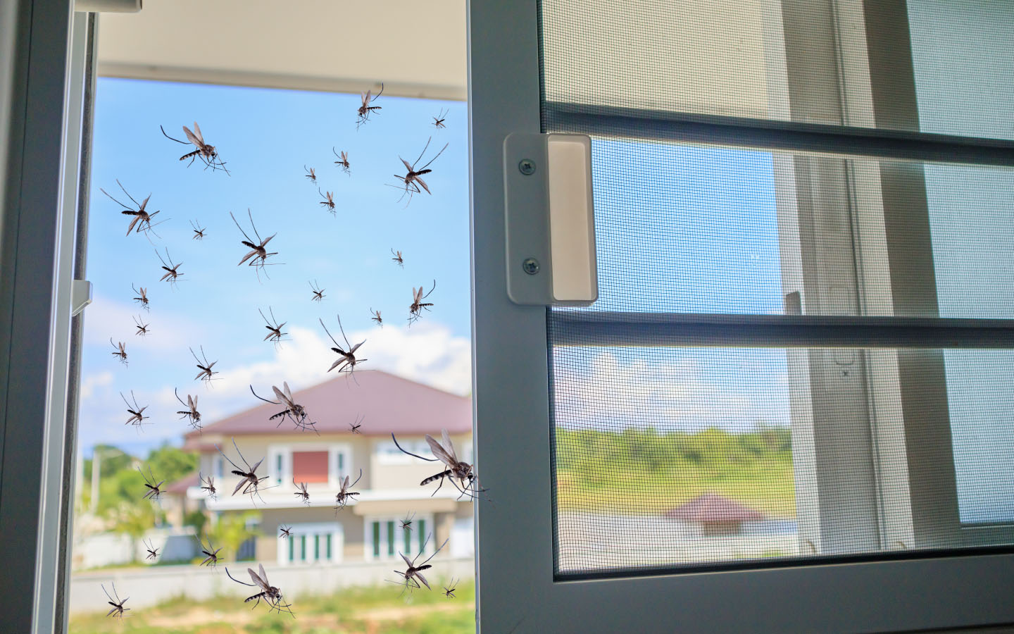 DIY Mosquito Repellent & Other Tips To Protect Yourself From Dengue