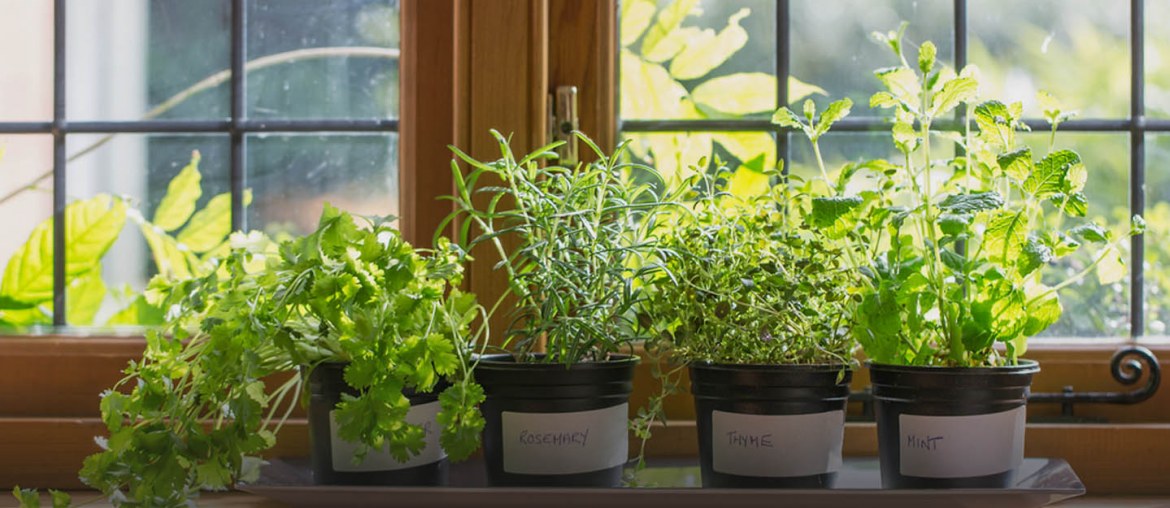How to Grow a Herb Garden on Your Windowsill Zameen Blog