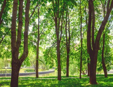 government of Sindh is setting up an urban forest in Karachi alongside Lyari River