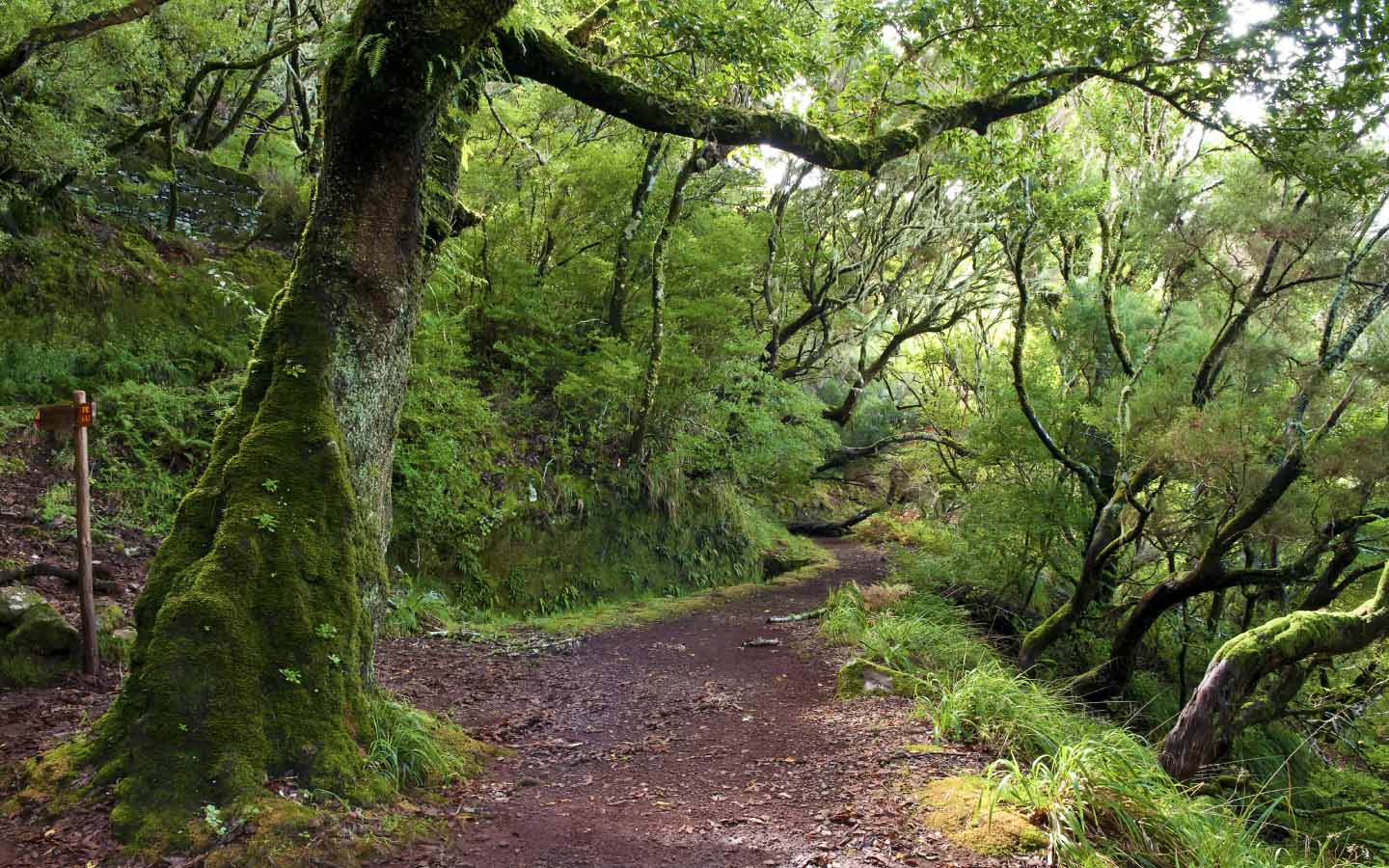 Forests in Pakistan Location, Covered Area & More Zameen Blog