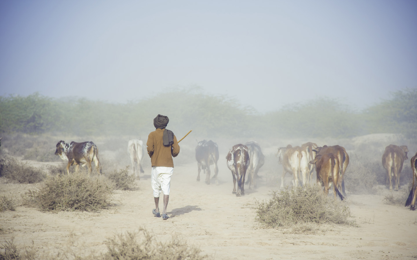 Trip to the Cholistan Desert: Tourism, Activities & More | Zameen Blog