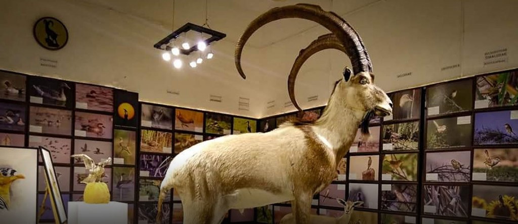 Sindh Wildlife Museum Location, Timings & More Zameen Blog