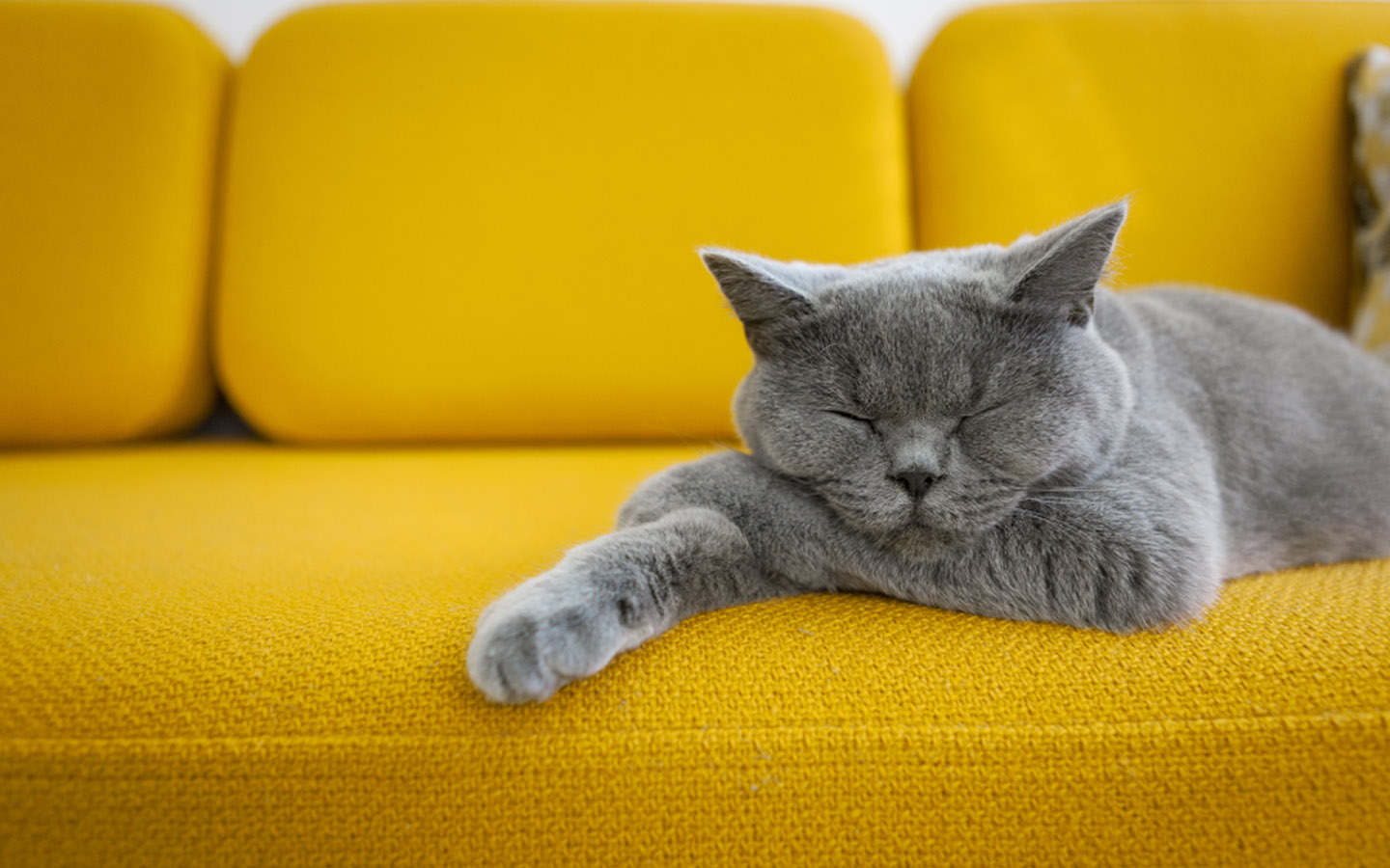 Pros and Cons of Common Upholstery Fabrics Zameen Blog