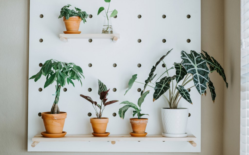 Plants on pegboard