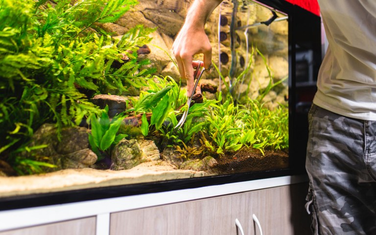 Best Tips to Maintain a Fish Aquarium at Home Zameen Blog