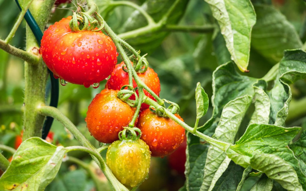 Tomatoes in rain garden