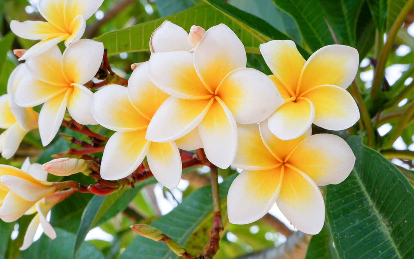 Best Plants to Grow in Your Garden Zameen Blog