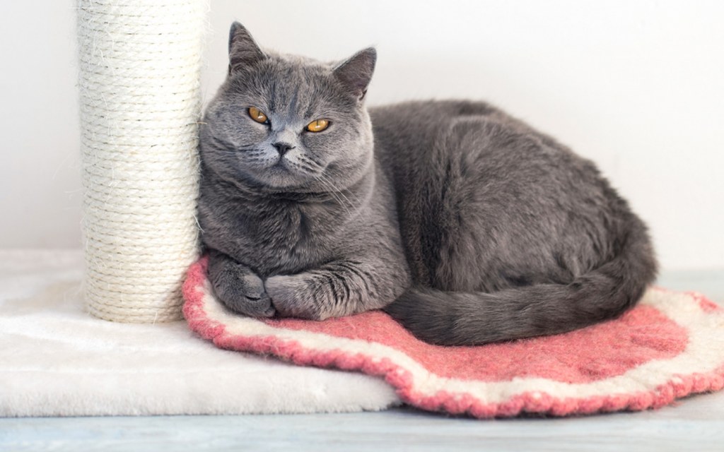 Use old carpet as a cat scratcher