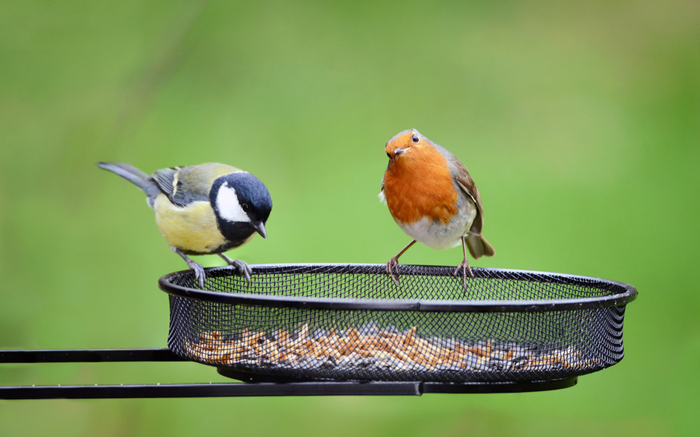 Best Ways to Attract Birds to Your Garden Zameen Blog