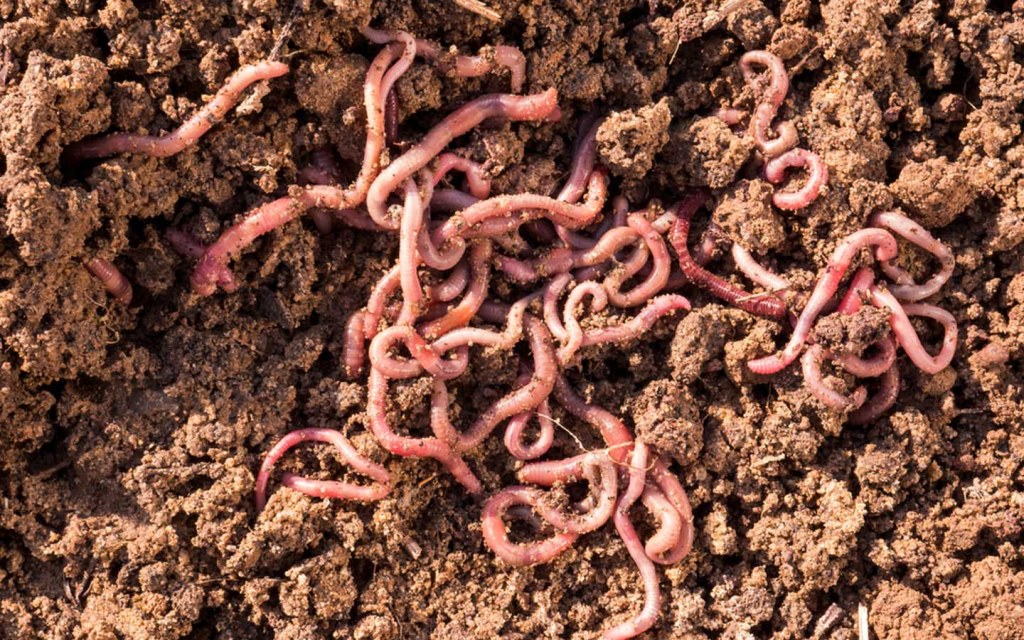 Allow earthworms and birds to maintain a natural ecosystem in your organic garden