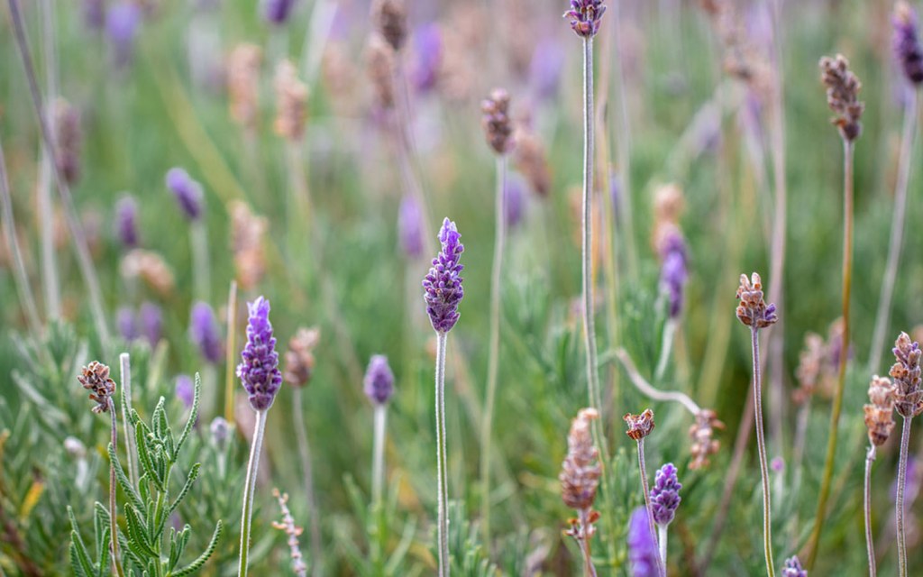 Lavender can easily be planted in small steps