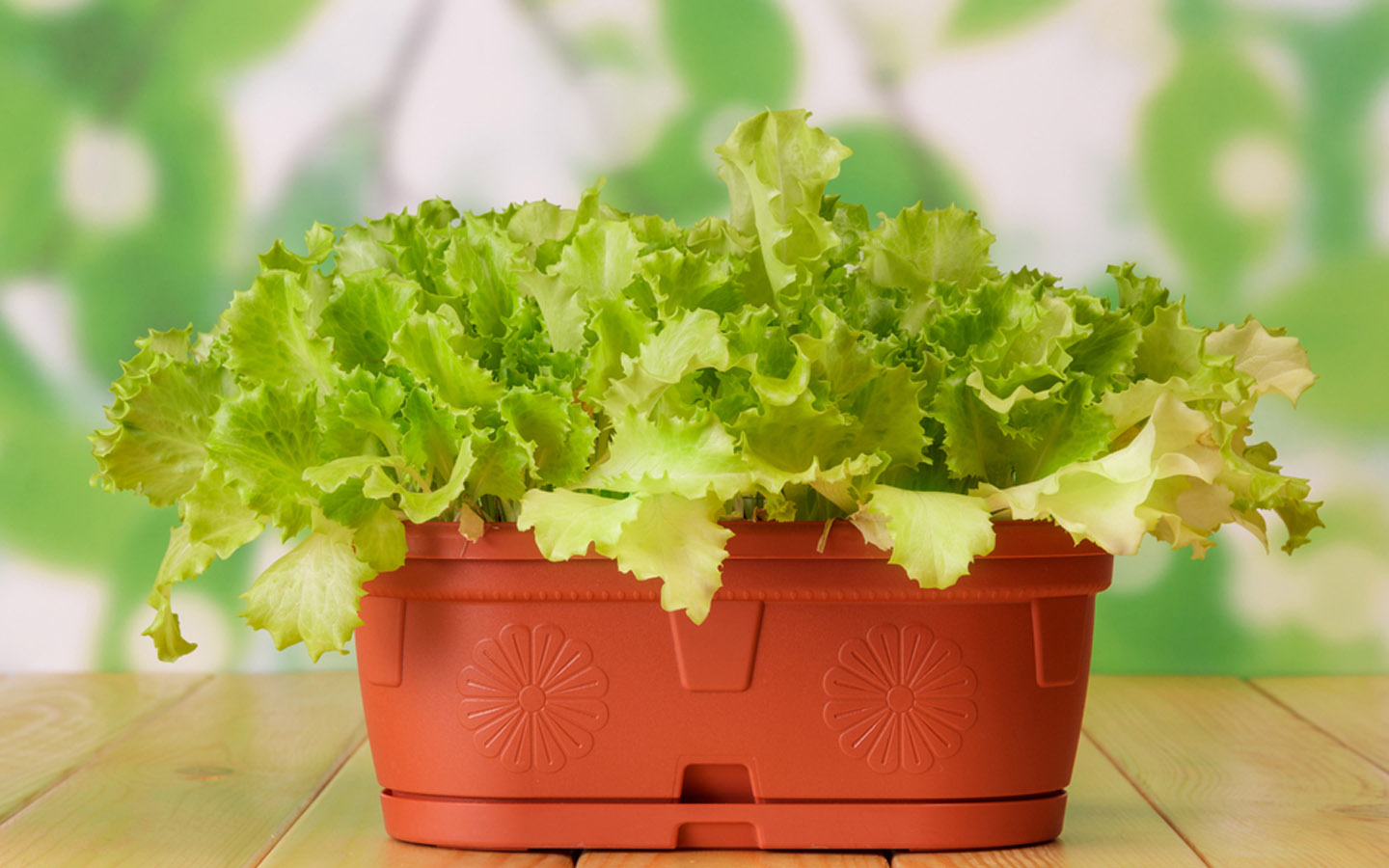 Vegetables You can Grow in Pots and Containers in Your Home Garden