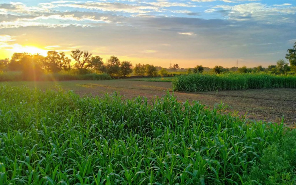 Sunset view of empty land in Sialkot