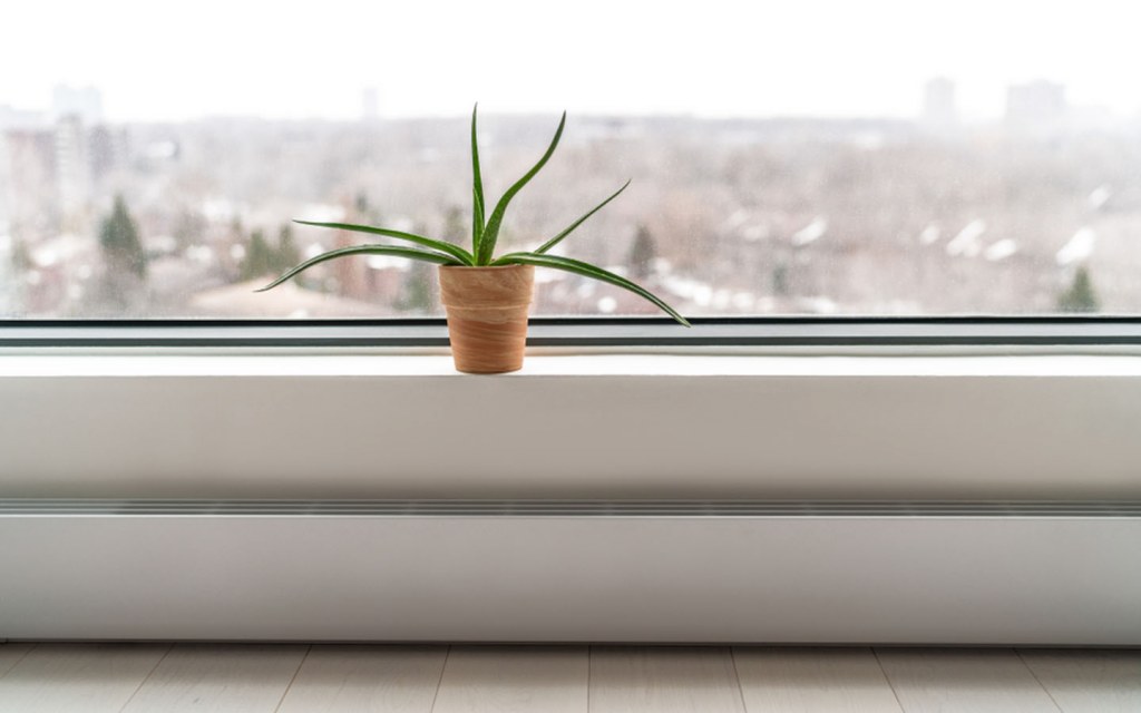 An aloe vera plant helps clean the air