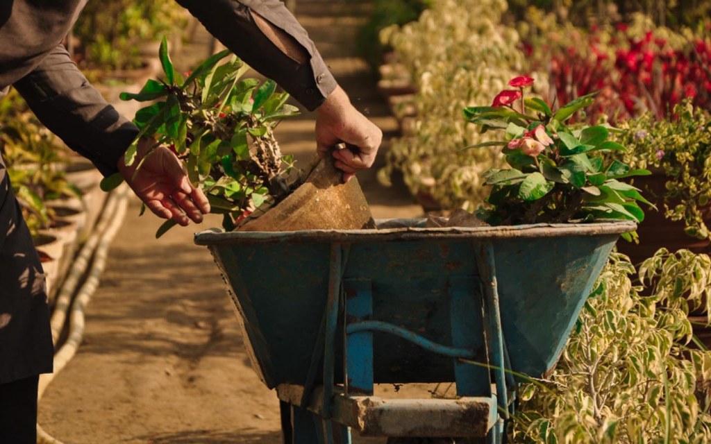 check plant saplings and seeds available in your local market