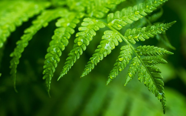 Best Non-Toxic & Pet-Friendly Houseplants | Zameen Blog