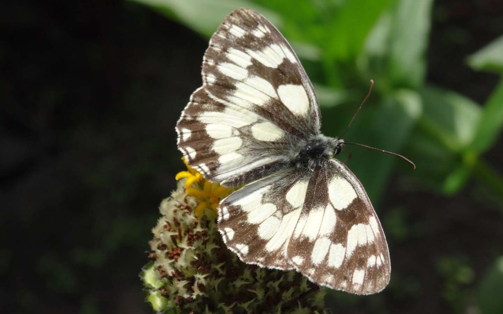 Butterflies species in Jallo Park