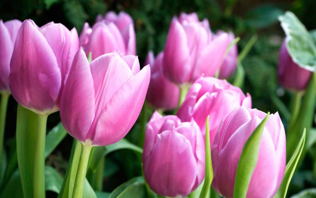 Tulips