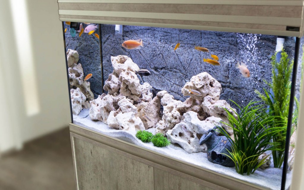 How to Choose an Aquarium Size, Capacity & More Zameen Blog