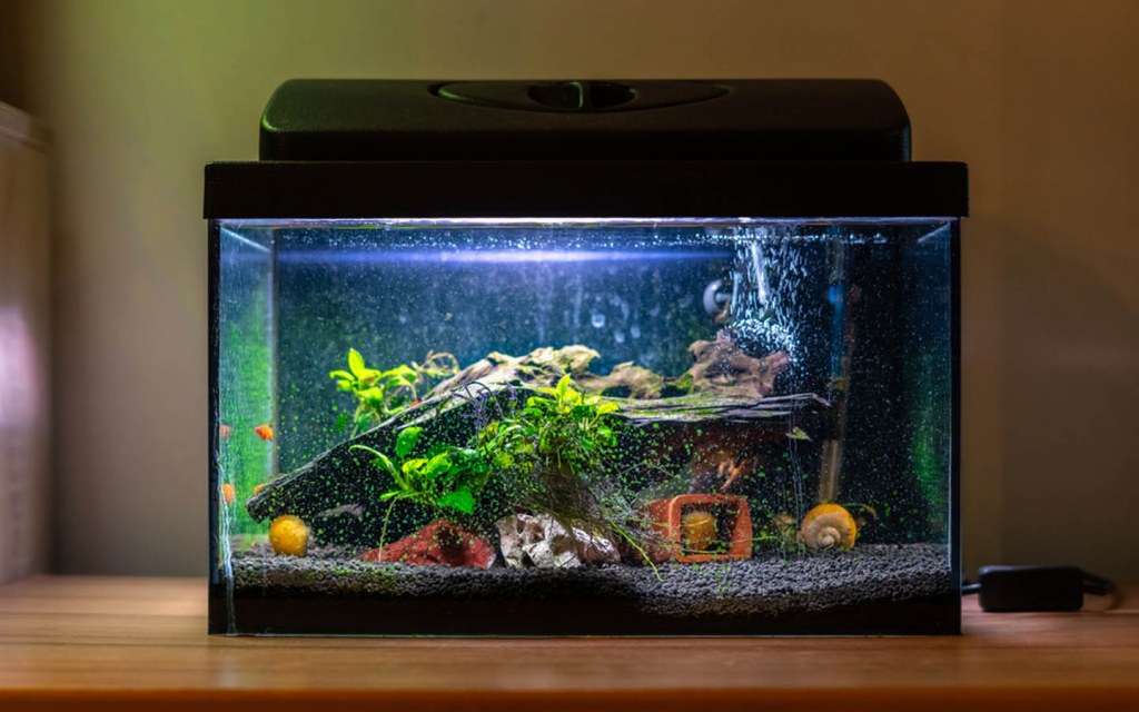 how to choose a fish tank size