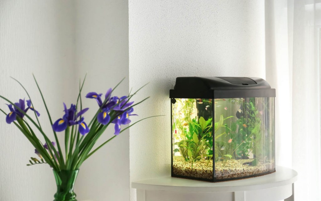 weight of home aquariums in Pakistan