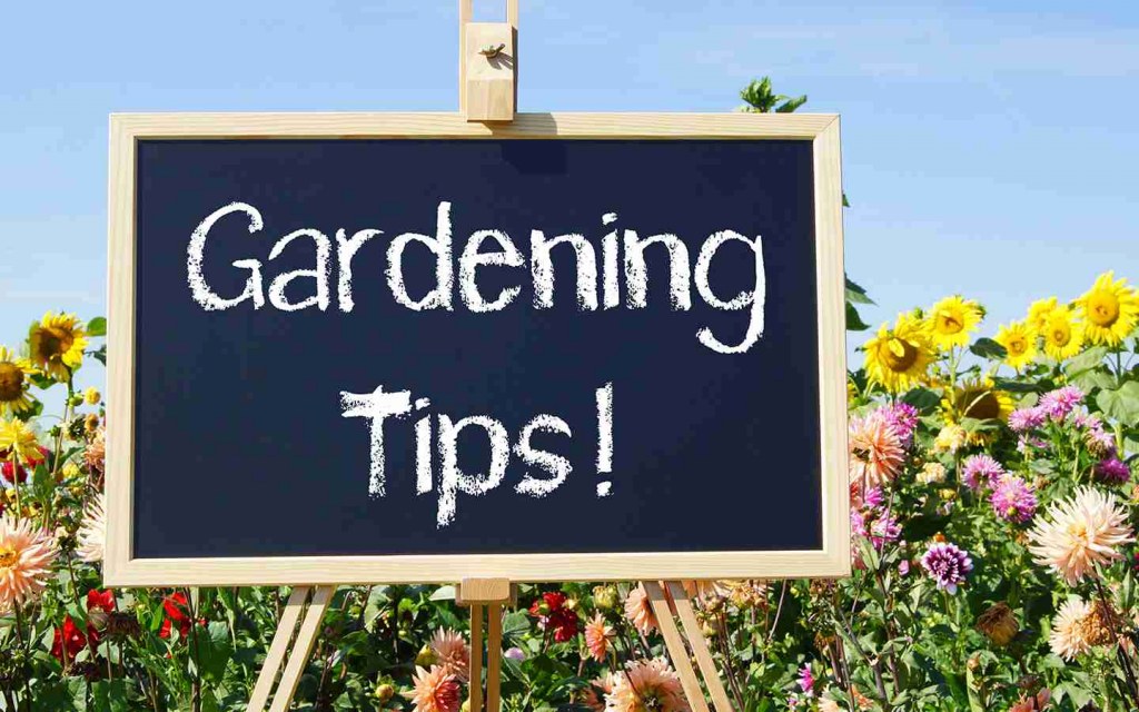 Gardening Tips