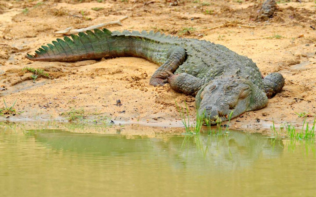 The Marsh Crocodile is an Endangered Species