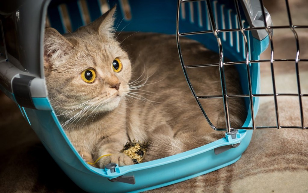 Acquaint your cat with the carrier before travelling