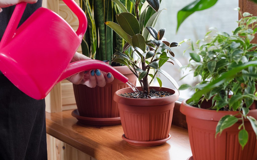 watering plants