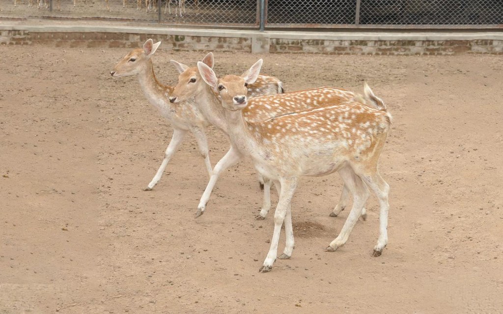 Lahore Zoo houses about 30 wild bird species 