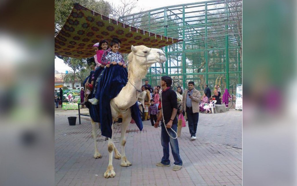 foster an animal of your choice at lahore zoo