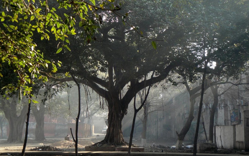 Banyan tree can grow up to be 1,000 years old