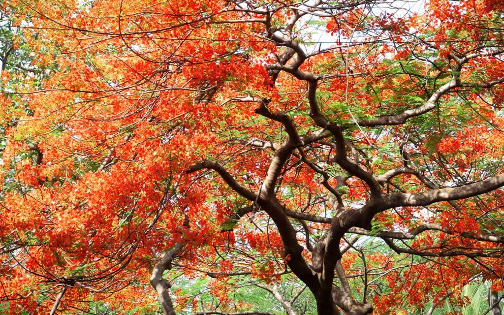 Gulmohar tree is admired for its red flowers.