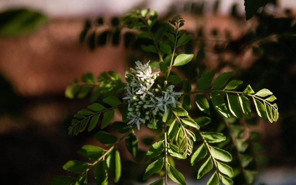 Neem leaves are used in medicines