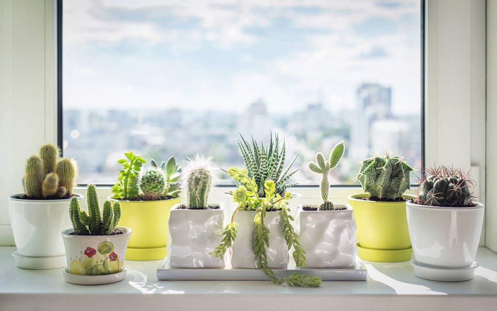 how to decorate a window sill with plants