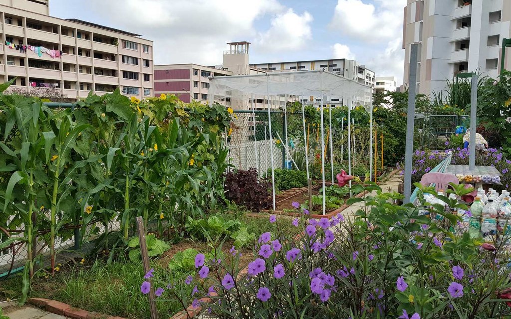 A rooftop garden is essential to fight air pollution