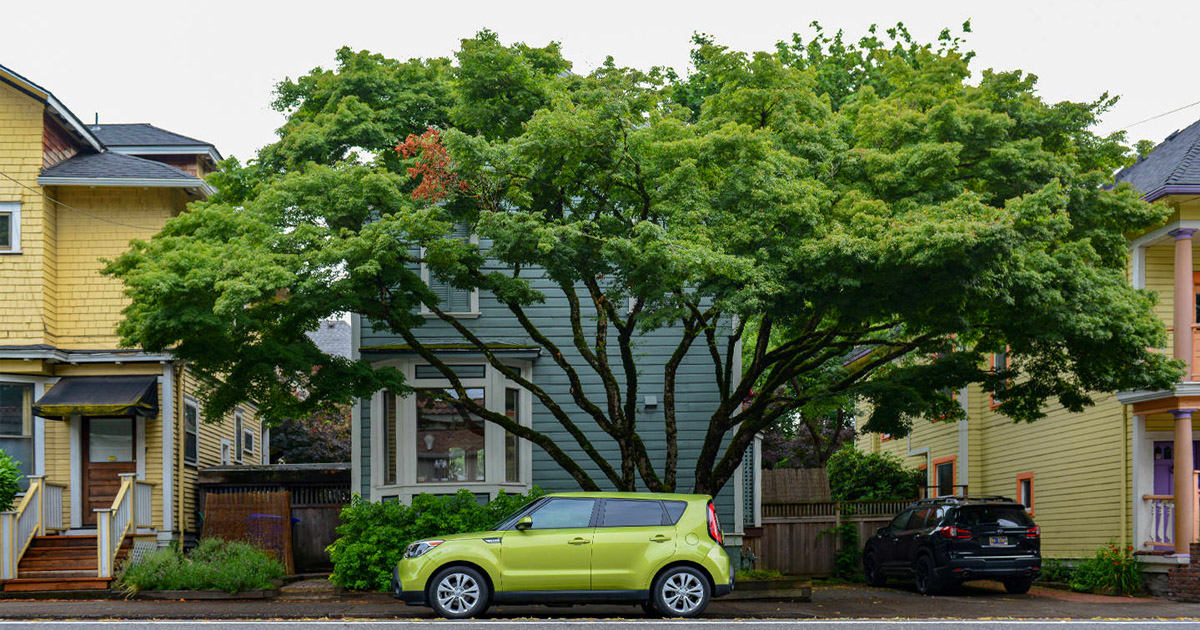 Tips for Using Trees Around Your Home Zameen Blog