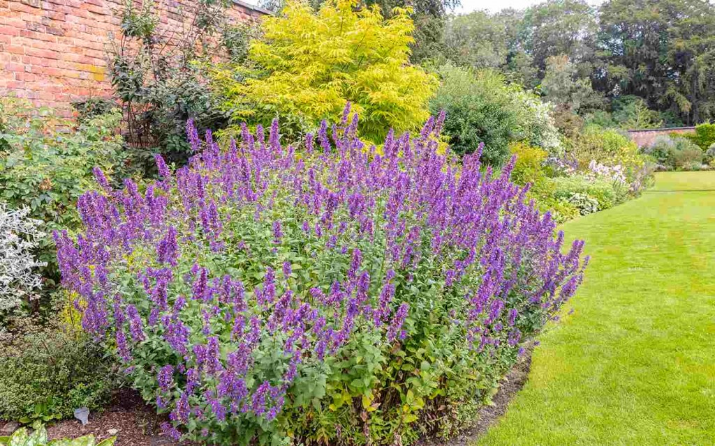 catmint plants