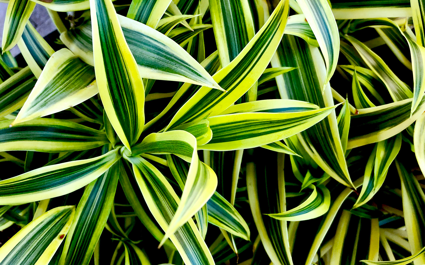 Best Houseplants For Allergies Clean Air & Health Zameen Blog