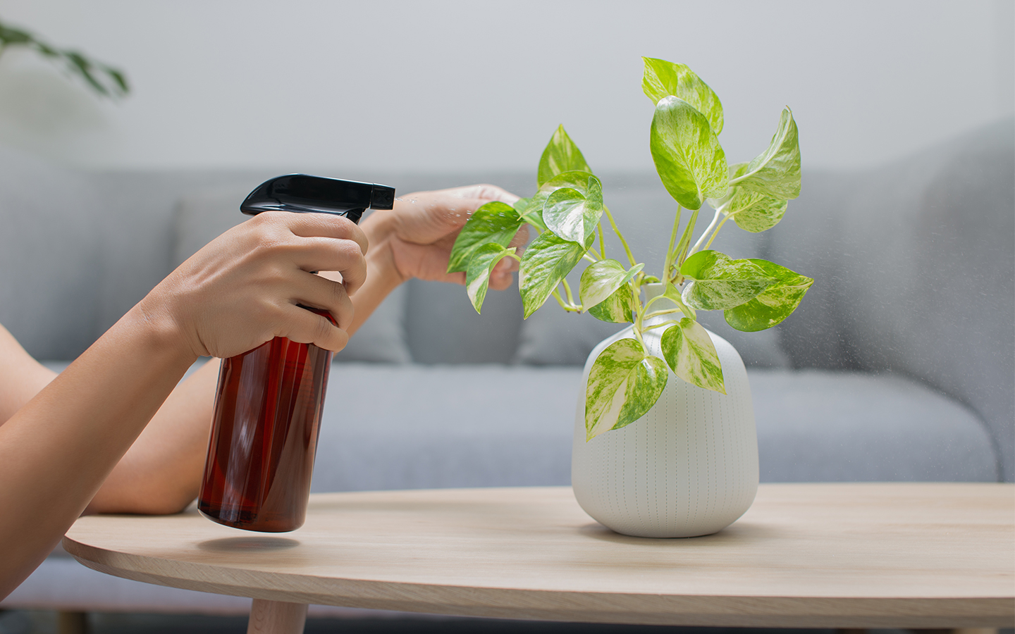 Best Houseplants For Allergies Clean Air & Health Zameen Blog